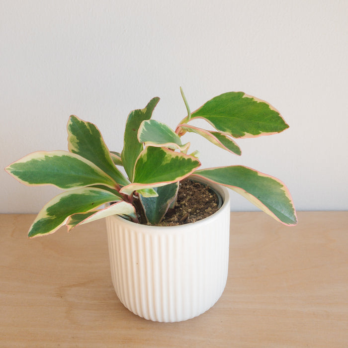 Peperomia Ginny