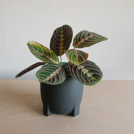 Red maranta with red-veined leaves in a black footed pot