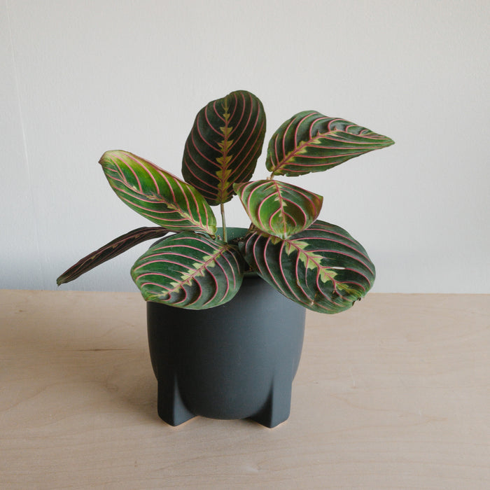 Red maranta with red-veined leaves in a black footed pot