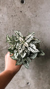 Hand holding a white polka dot plant
