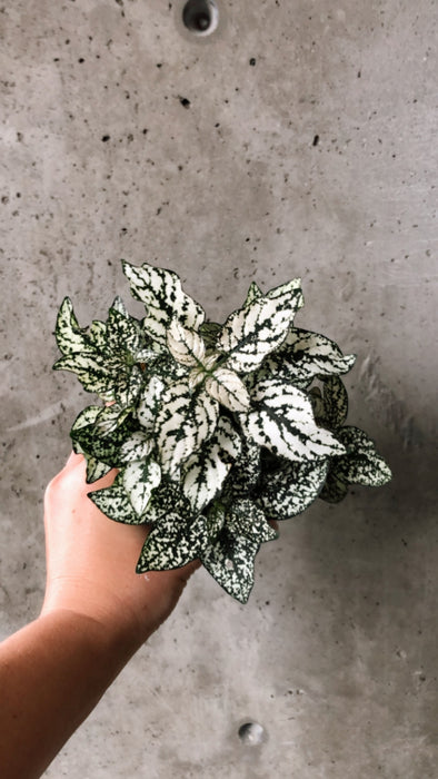 Hand holding a white polka dot plant