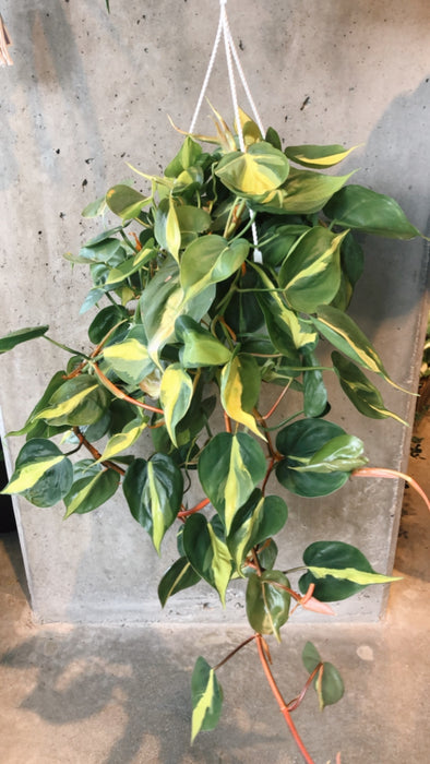 Trailing Philodendron Brasil in a hanging pot