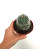 Hand holding a small round cactus in a pot