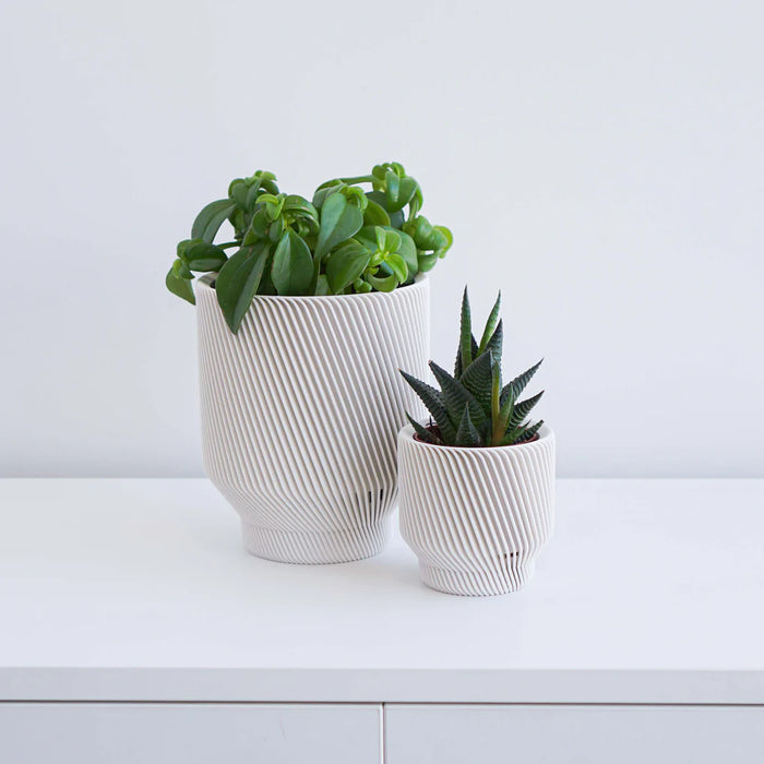 White Spruce Planter