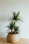 Dracaena marginata with several stems in a woven basket