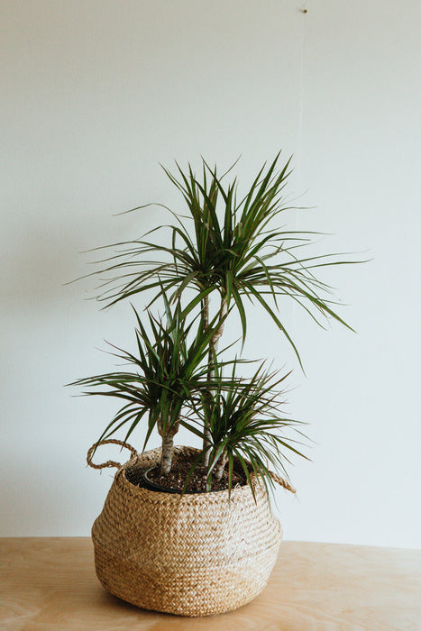 Dracaena marginata with several stems in a woven basket