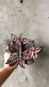 Hand holding a dark pink polka dot plant