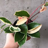 Hand holding a Hoya Krimson Queen with pink, cream and green leaves