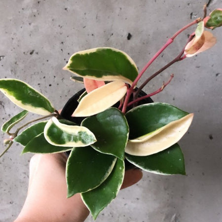 Hand holding a Hoya Krimson Queen with pink, cream and green leaves