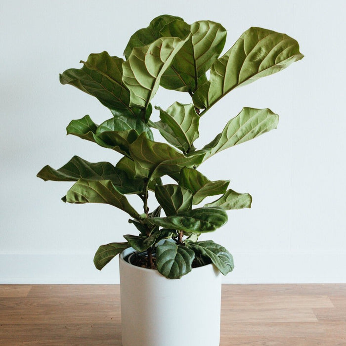Fiddle leaf fig tree in a white pot
