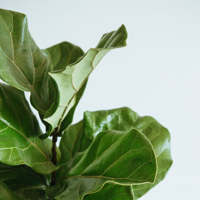 Close-up of large fiddle leaf fig leaves