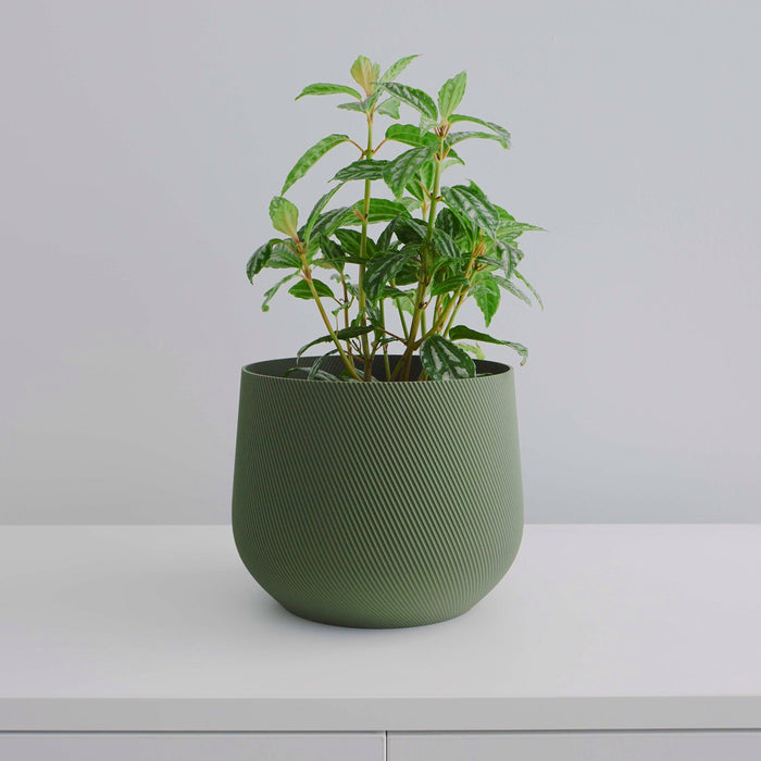 Plant in an olive Juniper cover pot