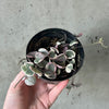Hand holding a variegated string of hearts