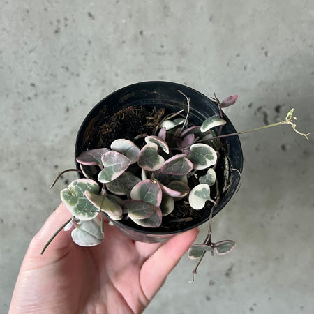 Hand holding a variegated string of hearts