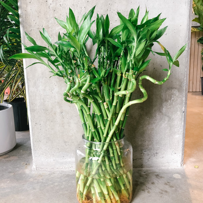 Lucky bamboo stems, some spiralled, in a glass vase