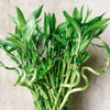 Close-up of lucky bamboo stems and leaves