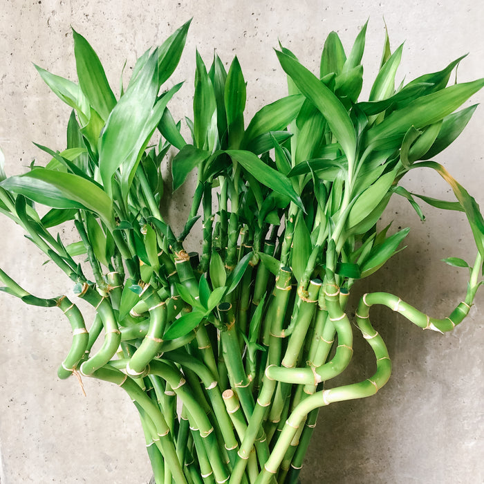 Close-up of lucky bamboo stems and leaves