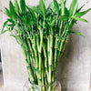 Bundle of lucky bamboo stems in water