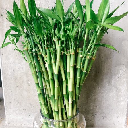 Bundle of lucky bamboo stems in water