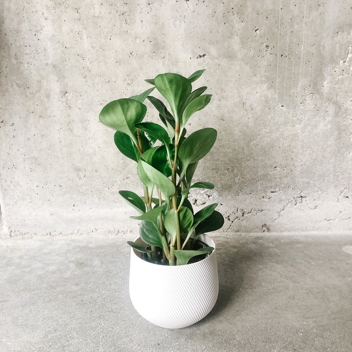 Peperomia obtusifolia in a white pot