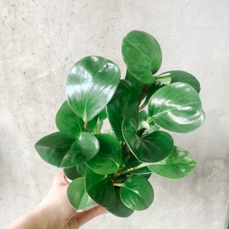 Hand holding a Peperomia obtusifolia