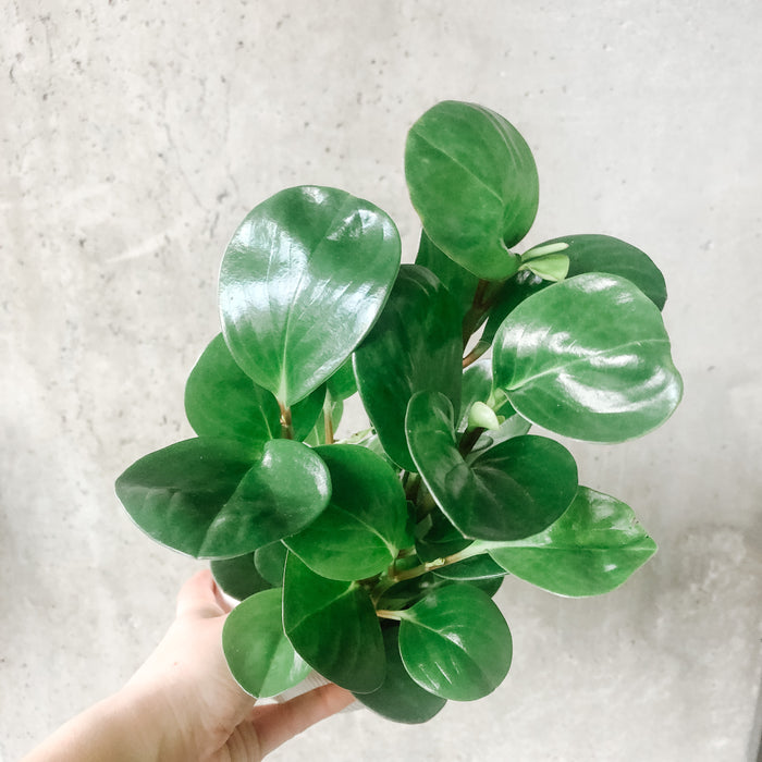 Hand holding a Peperomia obtusifolia