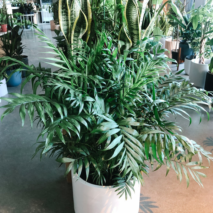 Parlour Palm