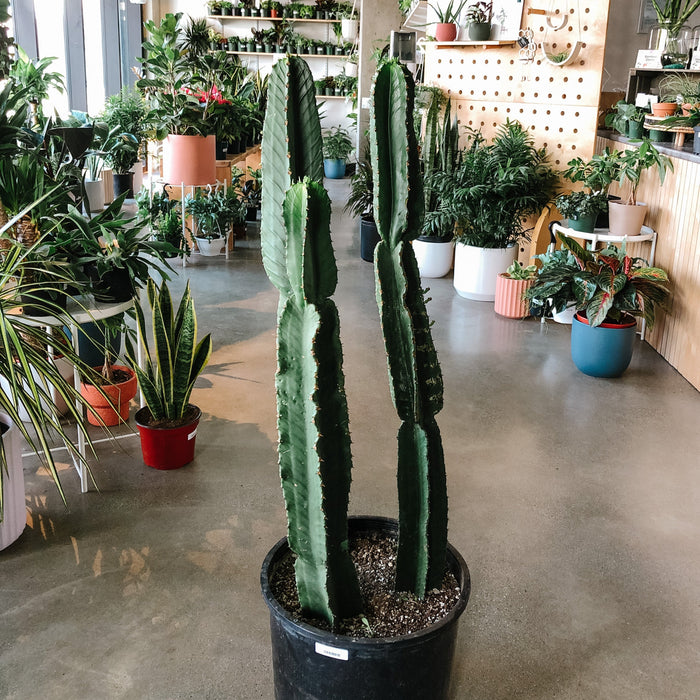 Euphorbia Ingens