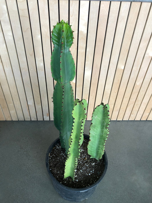 Euphorbia Ingens