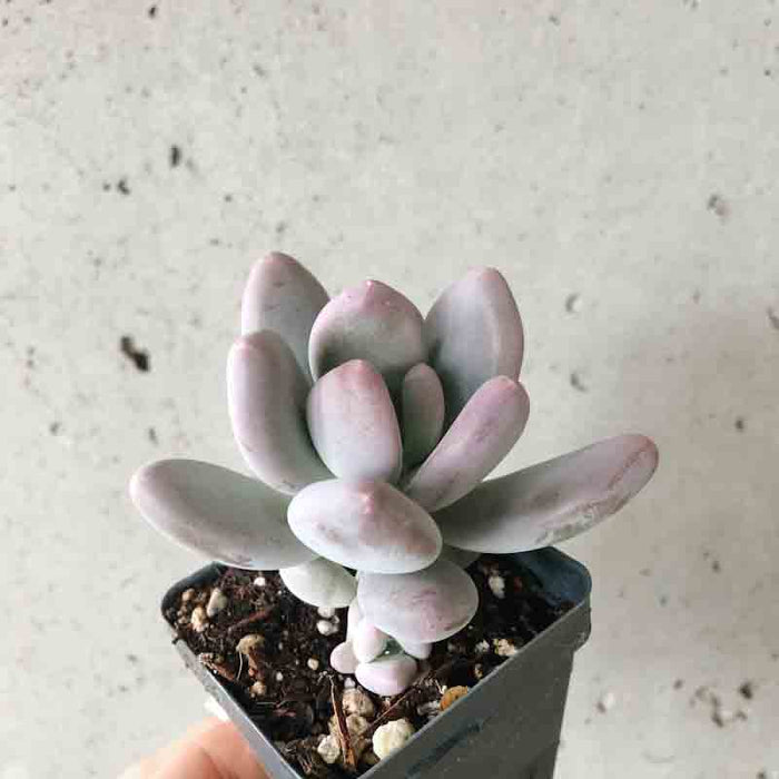 Moonstone Succulent