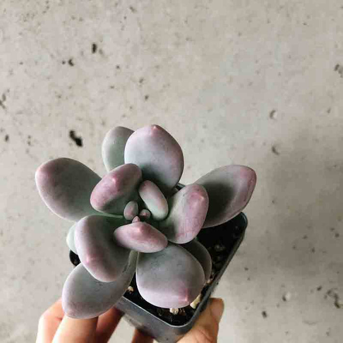 Moonstone Succulent