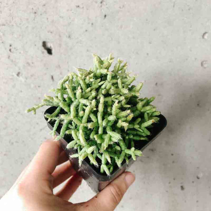 Rhipsalis Cereuscula