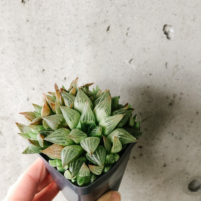 Haworthia Cooperi sp.