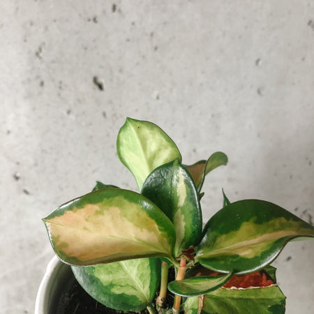 Close-up of Hoya Krimson Princess leaves