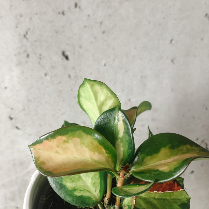 Close-up of Hoya Krimson Princess leaves