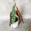 Polka dot begonia in a white pot against concrete