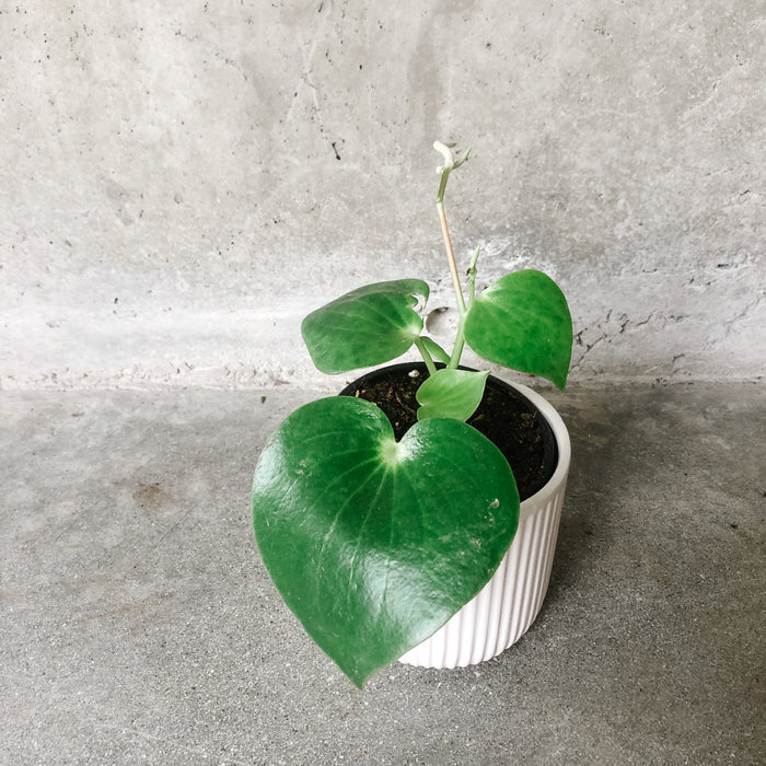 Raindrop Peperomia