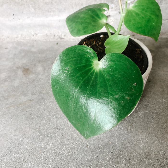 Raindrop Peperomia