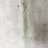 Long strands of hanging Spanish moss