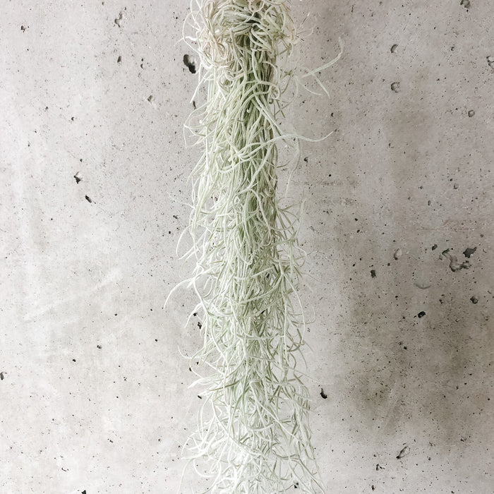 Long strands of hanging Spanish moss