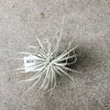 Silvery air plant with thin curling leaves