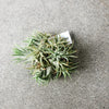 Bushy air plant on a concrete surface