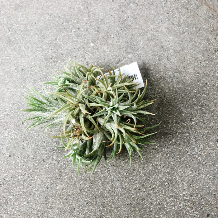 Bushy air plant on a concrete surface