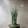 Fernwood snake plant with upright rod-shaped leaves
