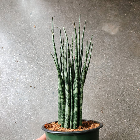 Fernwood snake plant with upright rod-shaped leaves