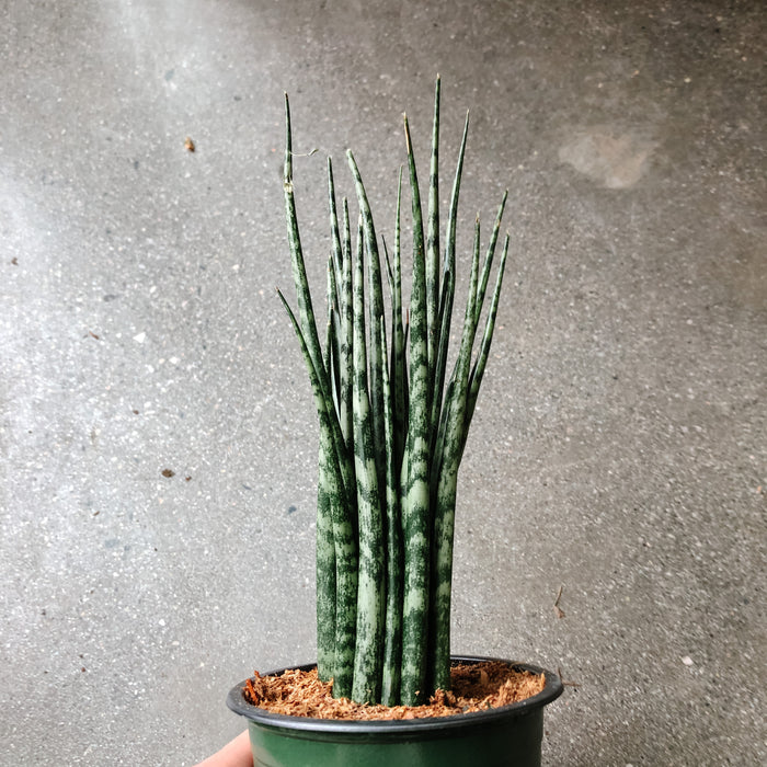 Fernwood snake plant with upright rod-shaped leaves