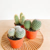 Small cacti in terracotta pots on a woven tray