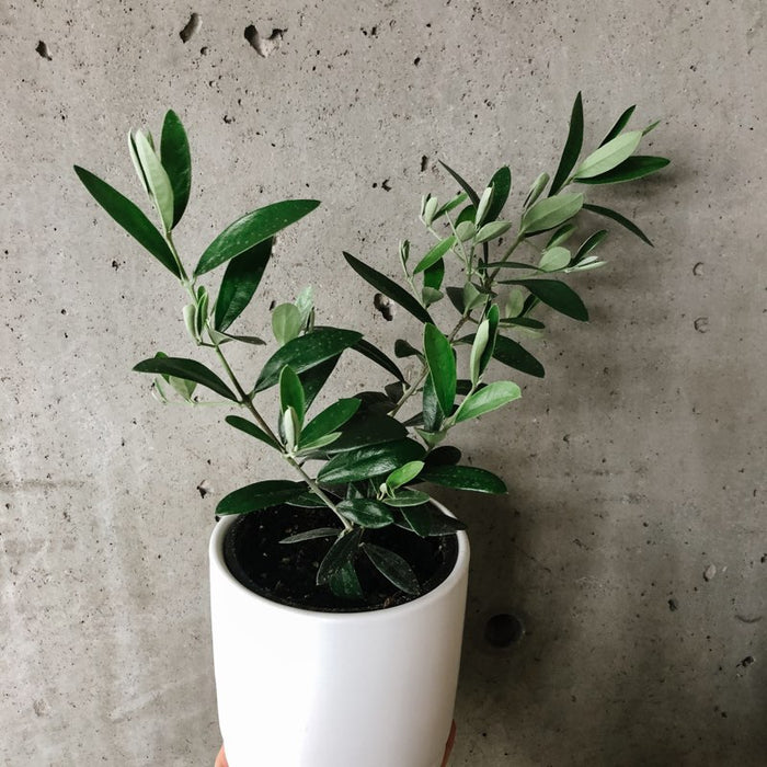 Olive tree in a white pot