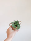 Hand holding a small Pilea peperomioides