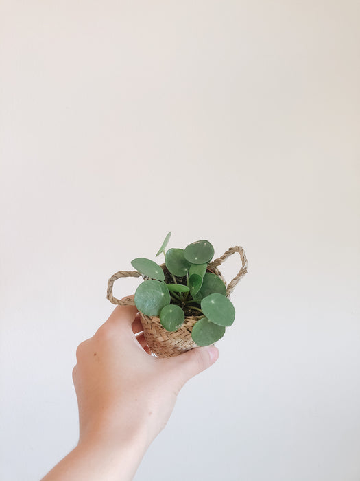 Hand holding a small Pilea peperomioides
